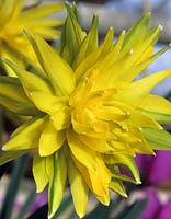 dwarf daffodil Narcissus Rip van Winkle yellow daffodils spring flowers flower