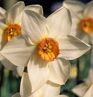 daffodil Narcissus Aflame spring white flowers daffodils flower
