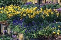 RHS Wisley Surrey dwarf daffodil Narcissus 'Little Witch' Muscari 'Blue Spire'