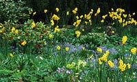 RHS Wisley Surrey Spring border Narcissus Scarlet Gem Scilla meseniaca Hellebore Skimmia daffodil daffodils flowers flower