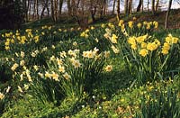 Vann Surrey mixed daffodils in Spring woodland garden daffodil flowers flower