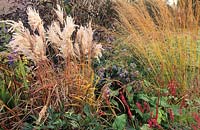 Marchants Sussex Ornamental grasses seed heads and perennials in autumn Miscanthus Malepartus Verbena bonariensis Persicaria Mol