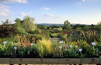 Marchants Sussex specialist nursery Ornamental grasses seed heads and perennials in autumn