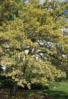 RHS Wisley Surrey oak Quercus cerris Argeteovarigata syn Quercus cerris Variegata