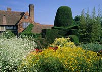 Great Dixter Sussex Ranunculus acris Stevenii Meadow buttercup with Crambe cordifolia yew hedge topiary and view to house
