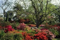 Exbury Hampshire Rhododendrons and Azaleas in woodland garden
