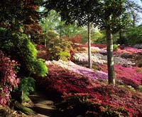 the Punch Bowl Valley Gardens Surrey massed terraces of Azaleas in woodland garden