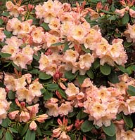 Rhododendron Carita