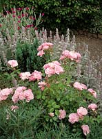 shrub rose Rosa Bonica