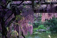 Hakone Saratoga California Japanese garden view of Wisteria  pavilion with stork statue March on small island in pond