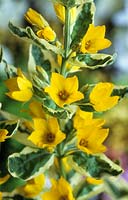 yellow loosestrife Lysimachia punctata Alexander summer flower perennial