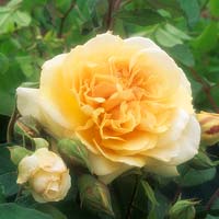 shrub rose Rosa Buff Beauty