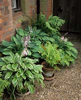 The Manor House Bucks Hostas and ferns in pots by shady wall