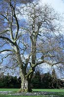 Kew Gardens Surrey London Plane tree Platinus x hispanica tall deciduous without leaves bare branches Spring February