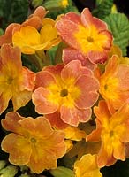 barnhaven primrose Primula vulgaris Spice Shades