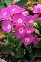 Primula Beatrice Wooster