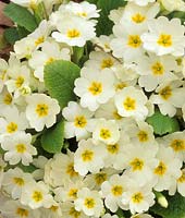 primrose Primula vulgaris Gigha White
