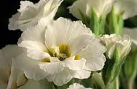 primrose Primula vulgaris double white form