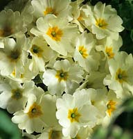 primrose Primula vulgaris