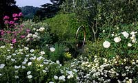 Brownshill Gloucestershire design Pamela Woods very sloping terraced garden white flowers Cistus Rosa Iceburg