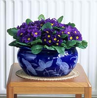 blue primroses Primula vulgaris cultivars in glazed bowl indoors