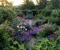 Wollerton Old Hall Shropshire Roses Nepeta Geraniums Peonies Small walled garden with path leading to covered seat Dawn light