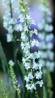 Linaria purpurea Springside White