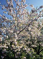 flowering cherry Prunus Shogun