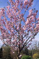 flowering cherry Prunus Matsumae Beni Yumaka