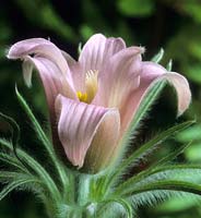 Pasque flower Pulsatilla vulgaris Barton's Pink