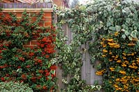 Firethorn Pyracanthas Mohave and Orange Glow trained against brick wall either side of wooden gated covered in variegated ivy