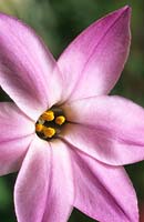 Ipheion uniflorum 'Charlotte Bishop' Spring flower perennial pink
