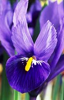 dwarf Iris reticulata 'Harmony' Spring flower bulb purple