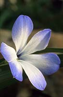 Techophilaea cyanocrocus 'Leichtilinii' Spring flower bulb blue violet white February