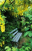 Park Terrace Sussex wooden bench under Laburnum