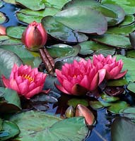 waterlily Nymphaea
