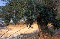 ancient Greek theatre Epidavros Greece olive tree Olea europaea