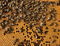 honey bees on honey comb