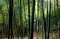 Hakone Saratoga California black bamboo Phylostachys nigra