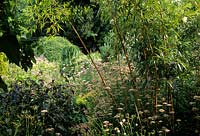 Five Oaks Hampshire golden bamboo Phyllostachys aureosulcata var aureocaulis