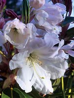 Rhododendron loderei Fairyland