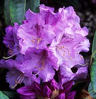 Rhododendron Susan