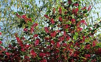 flowering currant Ribes sanguineum Pulborough Scarlet