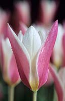 Dwarf tulip Tulipa clusiana 'Lady Jane'