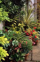 Eastgrove Cottage garden Worcestershire tender exotics Cordyline Eucomis Echiveria and Hakonochloa in containers by front door