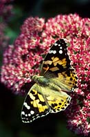 Painted lady butterfly on Sedum spectabile syn. Hylotelephium in late summer
