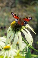 Peacock butterfly on white Echinacea