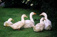 pet ducks on garden lawn white domestic fowl