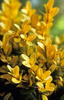 golden boxwood Buxus sempervirens King Midas