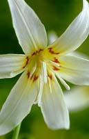 trout lily Erythronium revolutum White Beauty